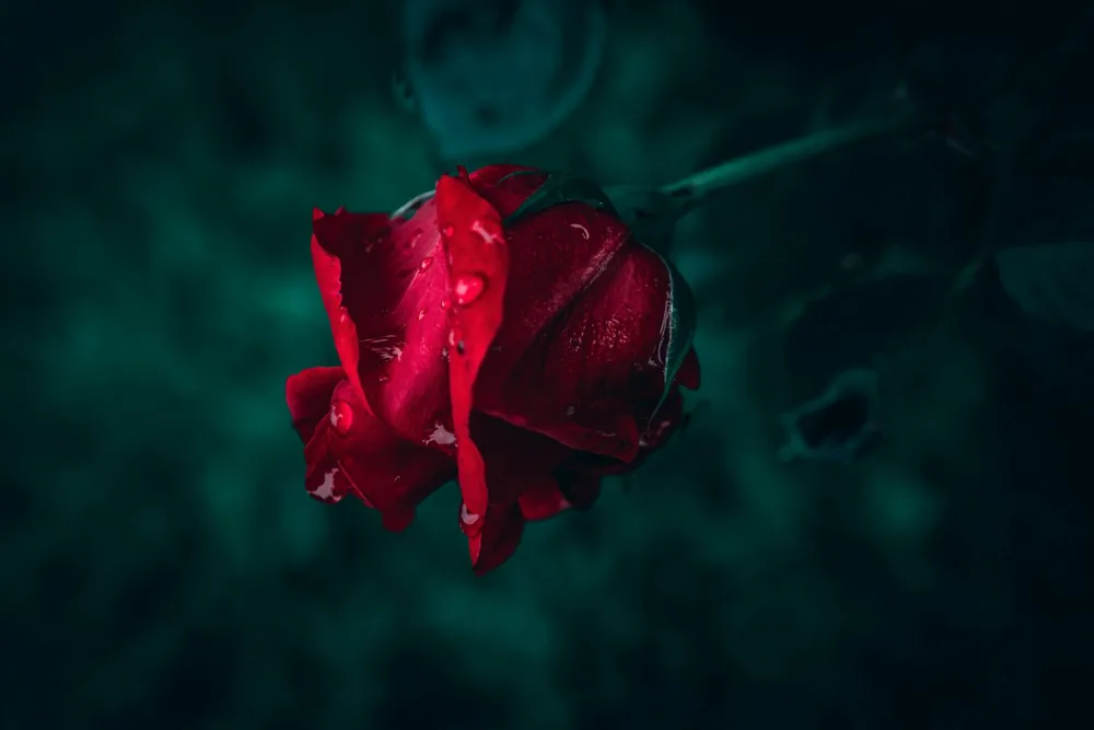 QUANDO O AMOR MACHUCA DE NOVO: uma leitura psicanalítica da repetição de escolhas amorosas